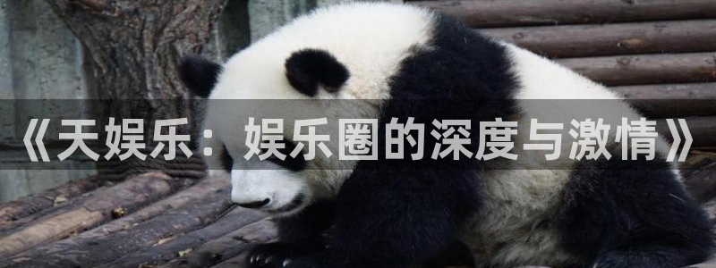 开丰娱乐地址：《天娱乐：娱乐圈的深度与激情》